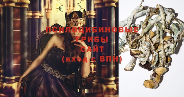 прущие грибы Елизово
